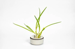 Urbalive - Miseczka na awokado i cebulę 16 cm, kremowy