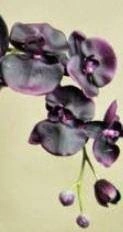 Cereria Molla - Świeca XL 600 gr. Black Orchid and Lily