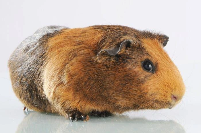 Mason Cash - Miska dla psa 13 cm, Petware Cane