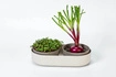 Urbalive - MICROGREENS Kiełkownica + pojemnik 30.5 x 16 cm, beżowy