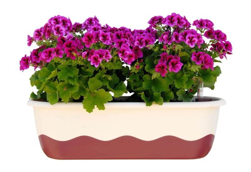 Urbalive - MARETA Donica samonawadniająca prostokątna 60 x 20 cm, beżowy