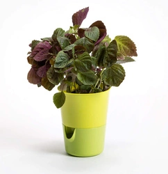 Urbalive - ROSMARIN Doniczka samonawadniająca 11 cm, żółty