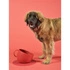 United Pets - Miska dla psa CUP, 2500 ml, czerwona