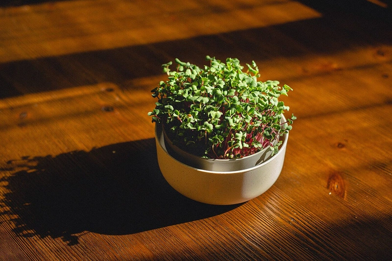 Urbalive - MICROGREENS Zestaw startowy do uprawy mikroliści