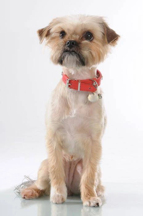 Mason Cash - Miska dla psa 13 cm, Petware Cane