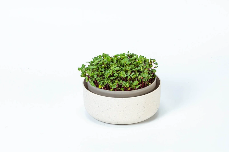 Urbalive - MICROGREENS Kiełkownica 16 cm, beżowy