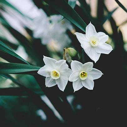 Cereria Molla - Świeca XXL 3,5 kg. Tuberose and Jasmine