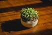 Urbalive - MICROGREENS Zestaw startowy do uprawy mikroliści