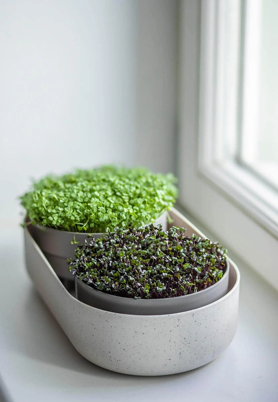 Urbalive - MICROGREENS Kiełkownica + pojemnik z filtrem 30.5 x 16 cm, beżowy