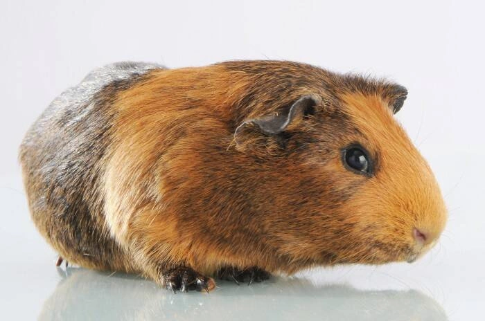 Mason Cash - Miska dla psa 13 cm, Petware Cane