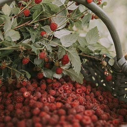 Cereria Molla - Świeca Premium 230gr Raspberry & BlackVanilla