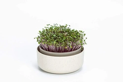 Urbalive - MICROGREENS Kiełkownica z filtrem 16 cm, beżowy
