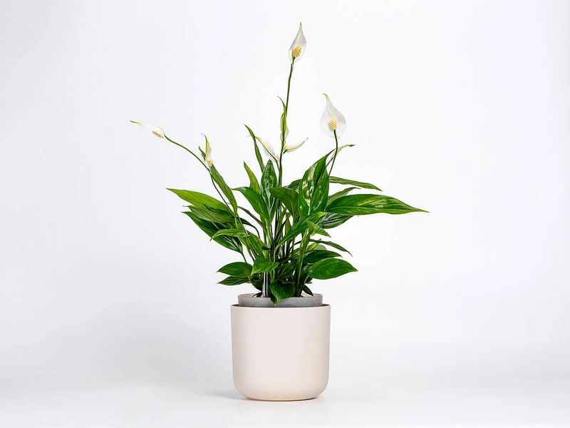 Urbalive - TOLITA Donica samonawadniająca okrągła 16 cm, beżowy