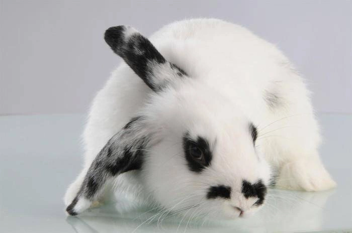 Mason Cash - Miska dla królika 13 cm Petware Cane