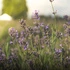 Cereria Molla - Świeca Premium 230 gr. Provence Lavender