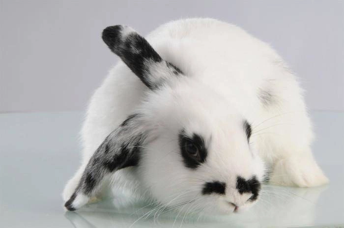 Mason Cash - Miska dla psa 13 cm, Petware Cane