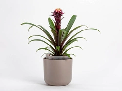 Urbalive - TOLITA Donica samonawadniająca okrągła 19 cm, jasnoszary
