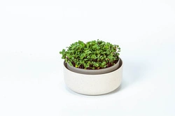 Urbalive - MICROGREENS Kiełkownica 16 cm, beżowy