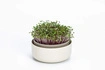 Urbalive - MICROGREENS Kiełkownica z filtrem 16 cm, beżowy