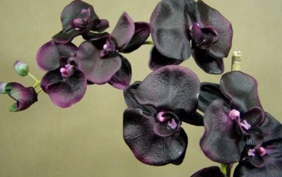 Cereria Molla - Świeca XXL 3,5 kg. Black Orchid and Lily