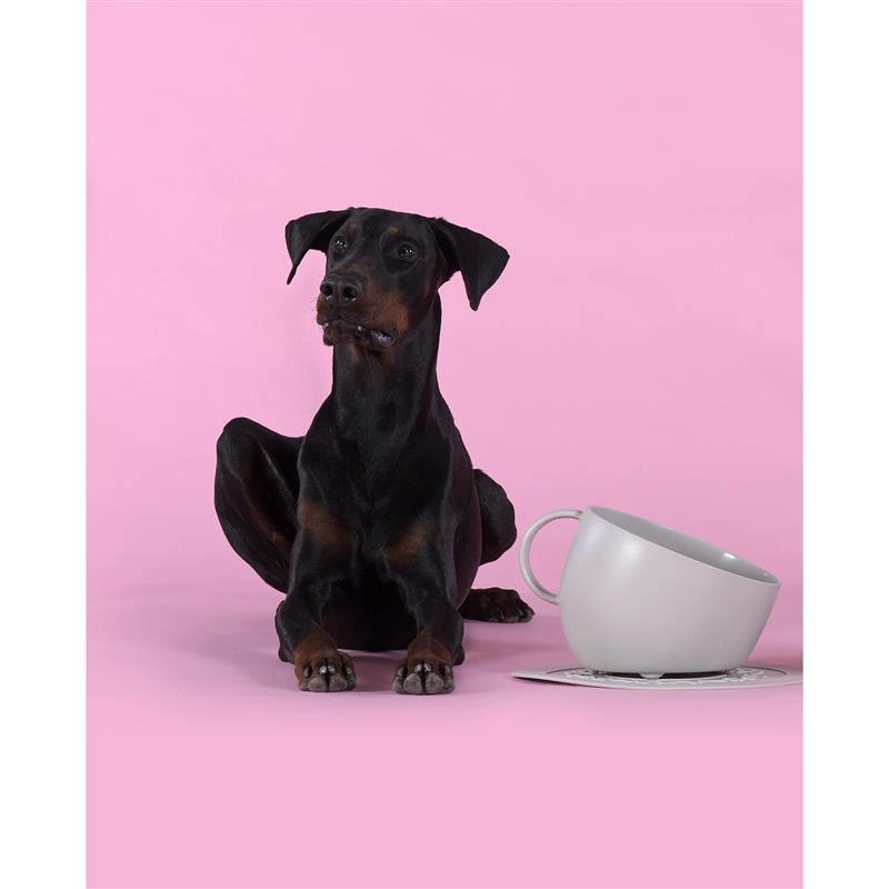 United Pets - Miska dla psa CUP, 2500 ml, taupe