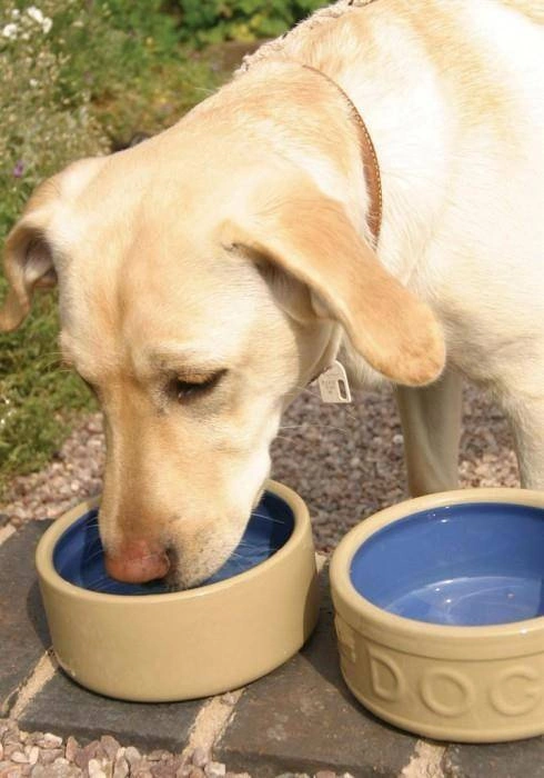 Mason Cash - Miska 13 cm na karmę lub wodę dla psa