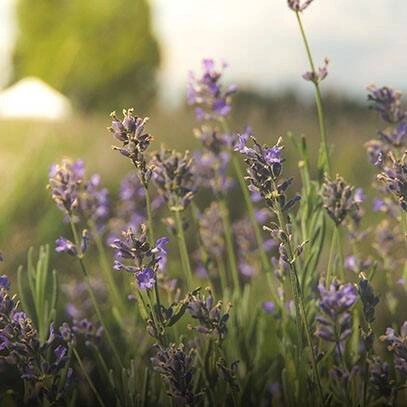 Cereria Molla - Świeca Premium 230 gr. Provence Lavender