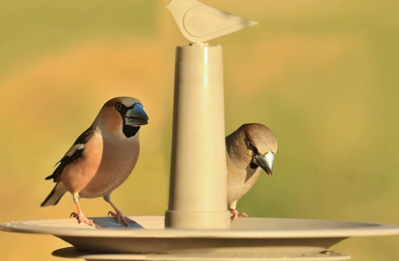 Urbalive - FINCH Karmnik dla ptaków 32 cm, beżowy