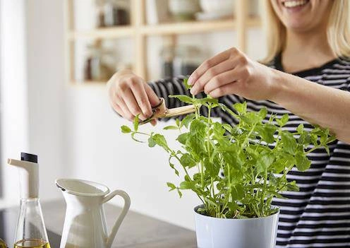 Mepal - Doniczka na zioła podwójna Hydro Herb Nordic Green