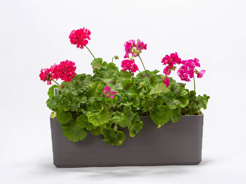 Urbalive - BERBERIS Donica samonawadniająca prostokątna 60 x 20 cm, szary
