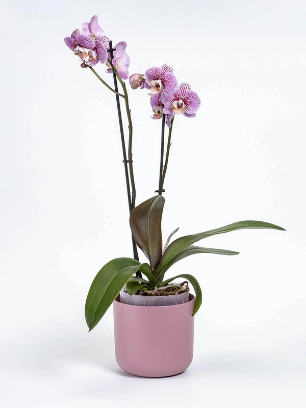 Urbalive - TOLITA AIR Donica samonawadniająca okrągła 19 cm, różowy