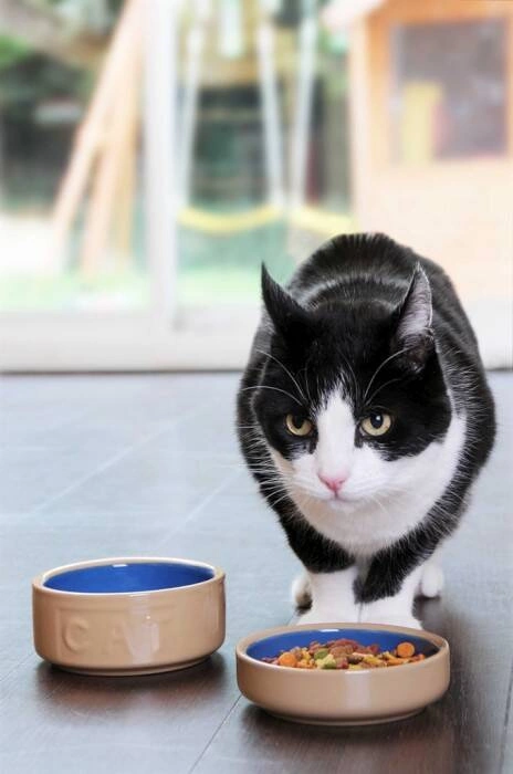 Mason Cash - Miska dla kota, 13 cm, beż-nieb. PetWare