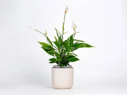 Urbalive - TOLITA Donica samonawadniająca okrągła 16 cm, beżowy