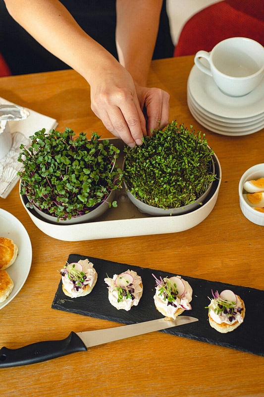 Urbalive - MICROGREENS Kiełkownica + pojemnik z filtrem 30.5 x 16 cm, beżowy