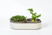 Urbalive - MICROGREENS Kiełkownica + pojemnik z filtrem 30.5 x 16 cm, beżowy