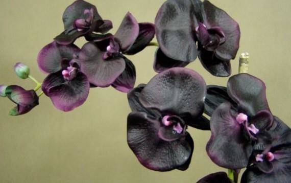 Cereria Molla - Zapas do dyfuzora 200ml Black Orchid and Lily